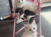 4 gorgeous kittens looking for their forever homes