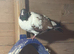 Mixed pigeons for sale - tumbler/mags