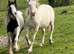 Appaloosas cross cob