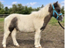 7month old colt shetland