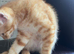 7 Stunning Turkish Angora Mix Breed Kittens