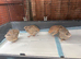 Quails