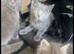 Stunning mixed litter of 11 boys and girls