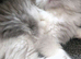 Persian cross Ragdoll male