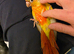 Handreared Conures! £280 ono