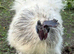 Silkie Cockerel