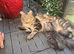 Mainecoon kittens