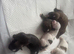 9 purebred Shih Tzu puppies are looking for new, loving homes.