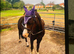 !12hh SHOW/LEAD REIN/RIDDEN!