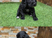 Working cocker puppies