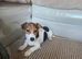 Jack russell pup
