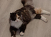 9 month old Persian x Scottish Fold female for sale