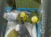 Exhibition budgies