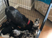 Exquisite cockapoo puppies from Health tested parents