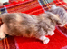 6 fluffy, beautiful, RAGCOON kittens for sale