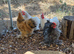 Pekin cockerels
