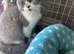 Top pedigree British shorthair kittens ready now