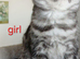 British shorthair kittens
