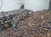 Black and White Tegu. Roxy