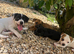 Jack Russell x French bulldog puppies for sale