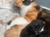 GORGEOUS CALICO X GINGER KITTENS LOOKING FOR THEIR FOREVER HOMES! ️