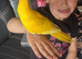 Handreared baby Kakariki