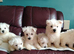 Beautiful West Highland terrier