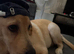 9 month yellow Labrador