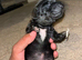 Miniature dachshund puppy