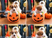 Jack Russell puppy