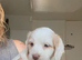 Now only 1 Cockerpoo puppy available