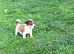 1 Jack Russels