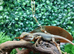 Thunderbolt Bearded Dragons