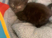 Kitten