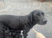 Pedigree lab puppies for sale