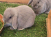 Lop bunnies