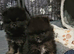 FULLY VACCINATED. Champion bloodlines. kc registered Pomeranian puppies