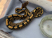 Baby ball python