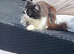 5/6yr old cat in need of a rehoming.