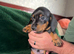 Dachshund puppies looking for their forever home