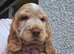 Kc show cocker spaniel pet home only