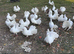 PURE WHITE FANTAIL DOVES/PIGEONS