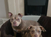 Belle pocket bully