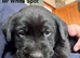 Beautifully coloured KC Registered Labrador Puppies for sale