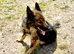 Security Trained German Shepherd Female &ndash; Friendly & Well Trained