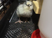 Lavender Araucana day old chicks unsexed