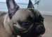 1 year old french bulldog