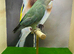 Rosey faced love bird pair