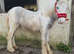 Blue and white filly
