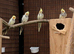 Pied Cockatiels